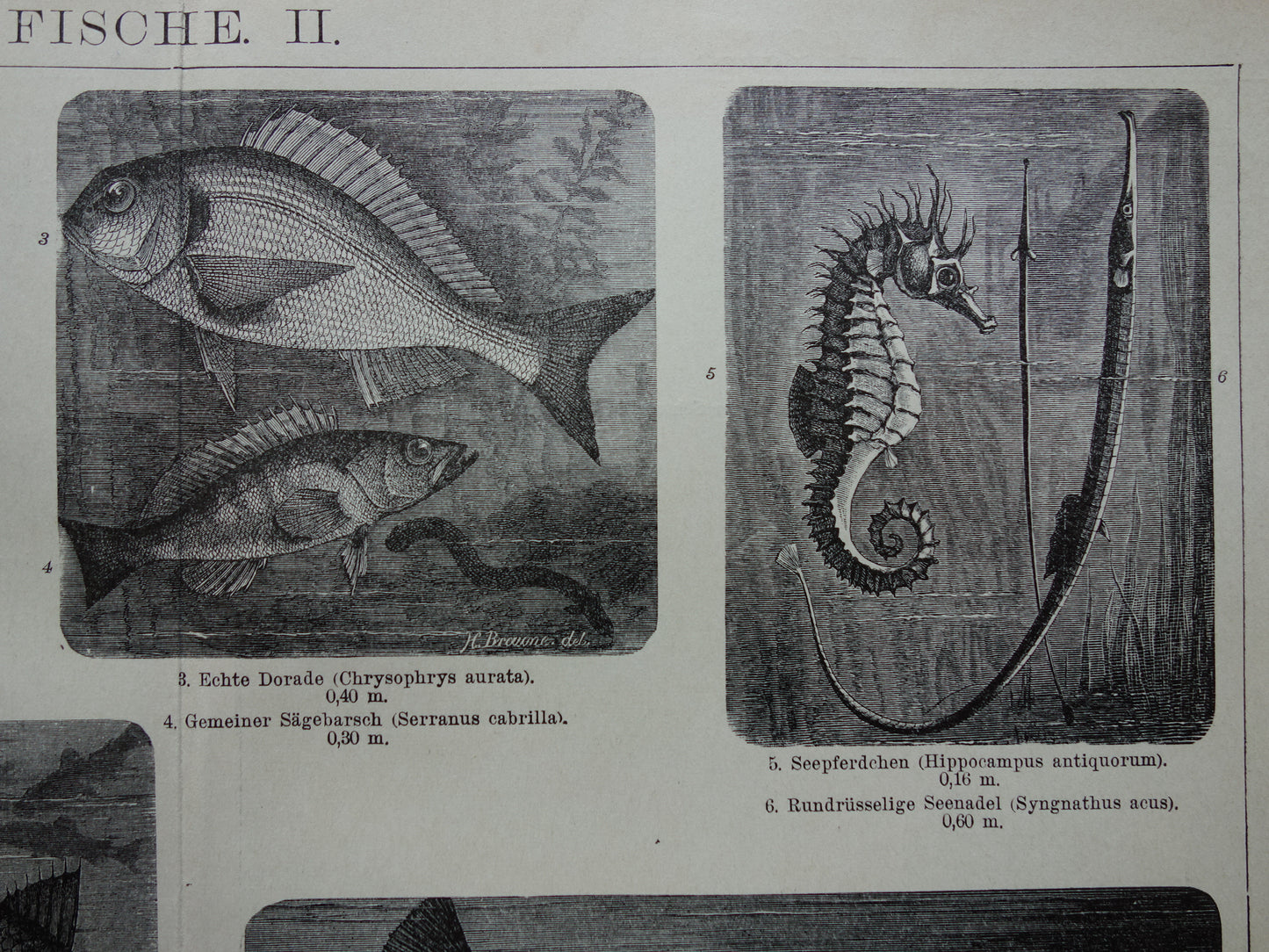 Vissen antieke prent uit 1898 Zeepaardje Kabeljauw Dorade Oude Illustratie Originele historische print