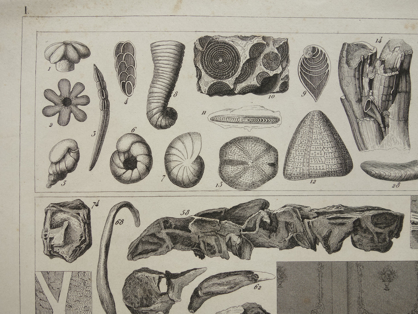 FOSSILIEN Vintager Druck antike Originalillustration von 1849 Muscheln Seeschlange Fossil aus der Kreidezeit alte Drucke