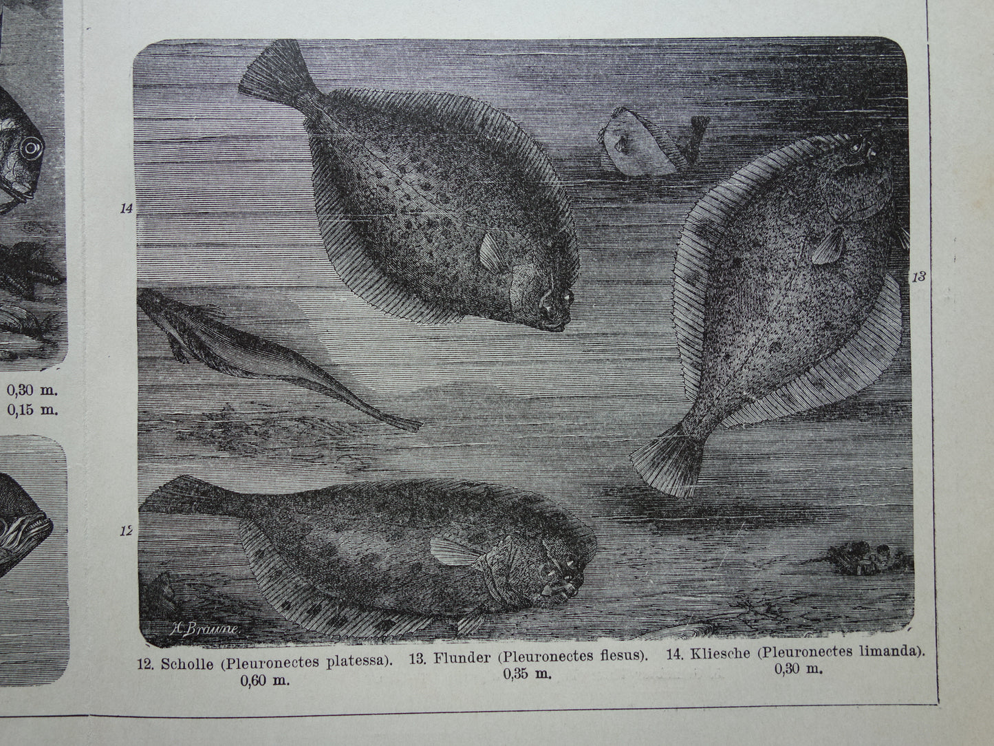 Antiker Fischdruck von 1898, Seepferdchen, Kabeljau, Dorade, alte Illustration, originaler historischer Druck