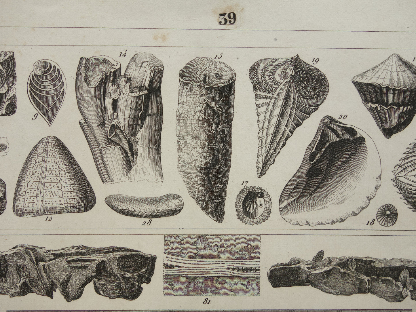 FOSSILIEN Vintager Druck antike Originalillustration von 1849 Muscheln Seeschlange Fossil aus der Kreidezeit alte Drucke
