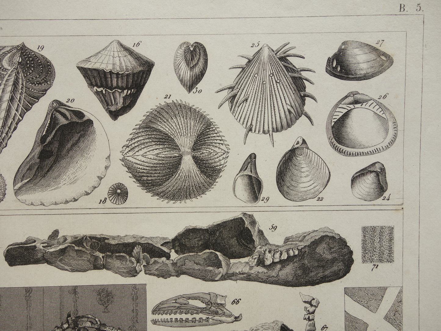 Paleontologie oude prenten kopen