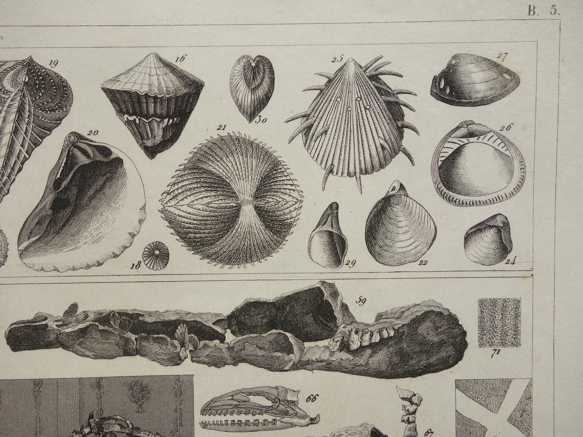 Paleontologie oude prenten kopen
