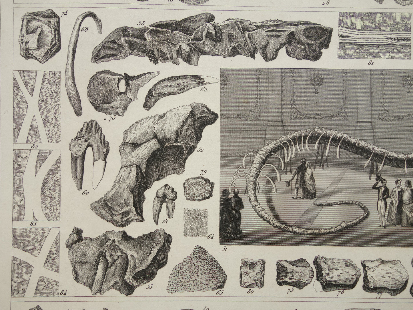 FOSSILIEN Vintager Druck antike Originalillustration von 1849 Muscheln Seeschlange Fossil aus der Kreidezeit alte Drucke