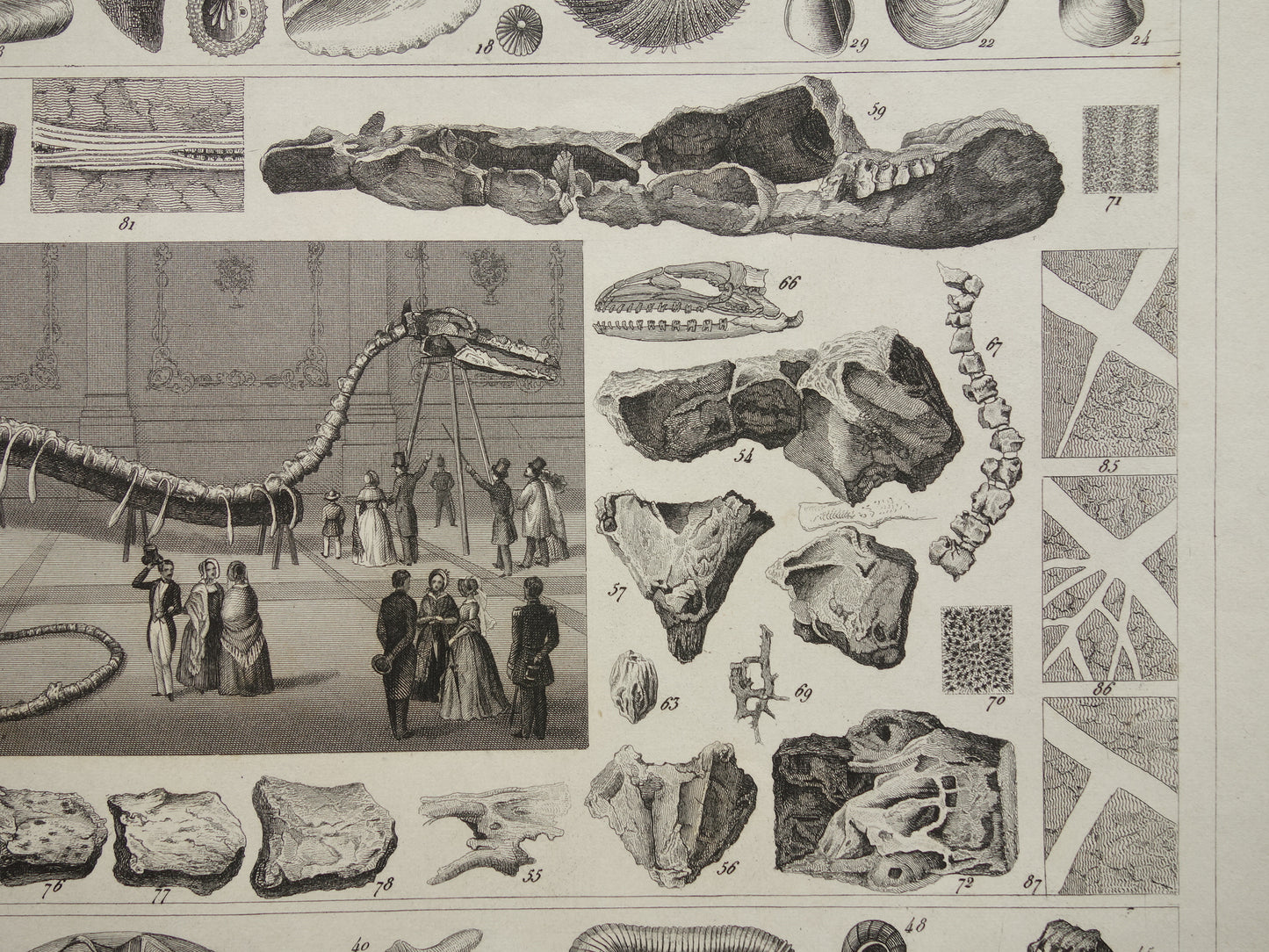 FOSSILIEN Vintager Druck antike Originalillustration von 1849 Muscheln Seeschlange Fossil aus der Kreidezeit alte Drucke