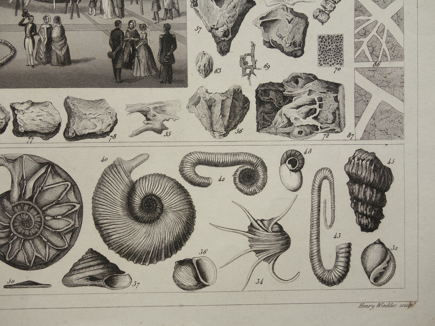 FOSSILIEN Vintager Druck antike Originalillustration von 1849 Muscheln Seeschlange Fossil aus der Kreidezeit alte Drucke
