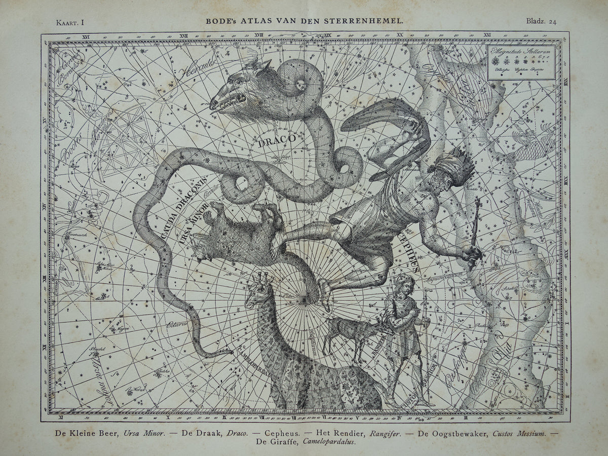 Sterrenbeeld Draak Oude astrologie prent Antieke sterrenkaart Cepheus astronomie sterrenbeelden vintage print Giraffe