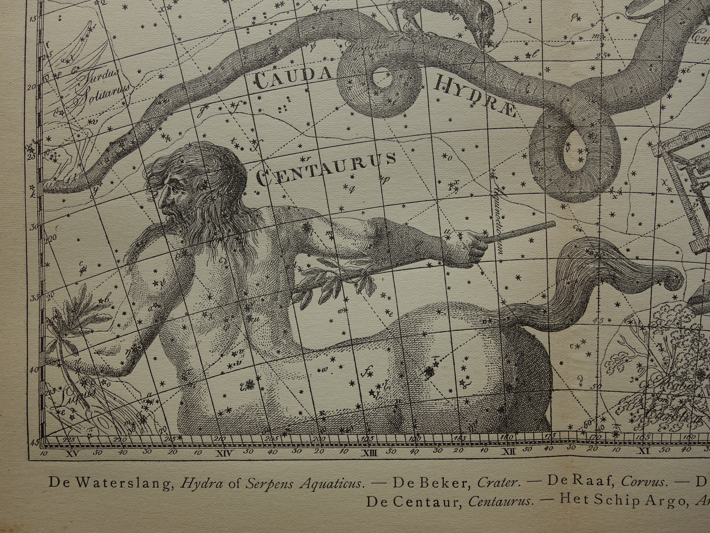 Oude astrologie prent van sterrenbeelden Centaur Raaf Kat Antieke sterrenkaart sterrenbeeld Waterslang Hydra Centaurus Felis vintage asronomie print