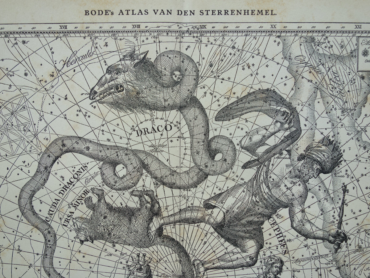 Sterrenbeeld Draak Oude astrologie prent Antieke sterrenkaart Cepheus astronomie sterrenbeelden vintage print Giraffe
