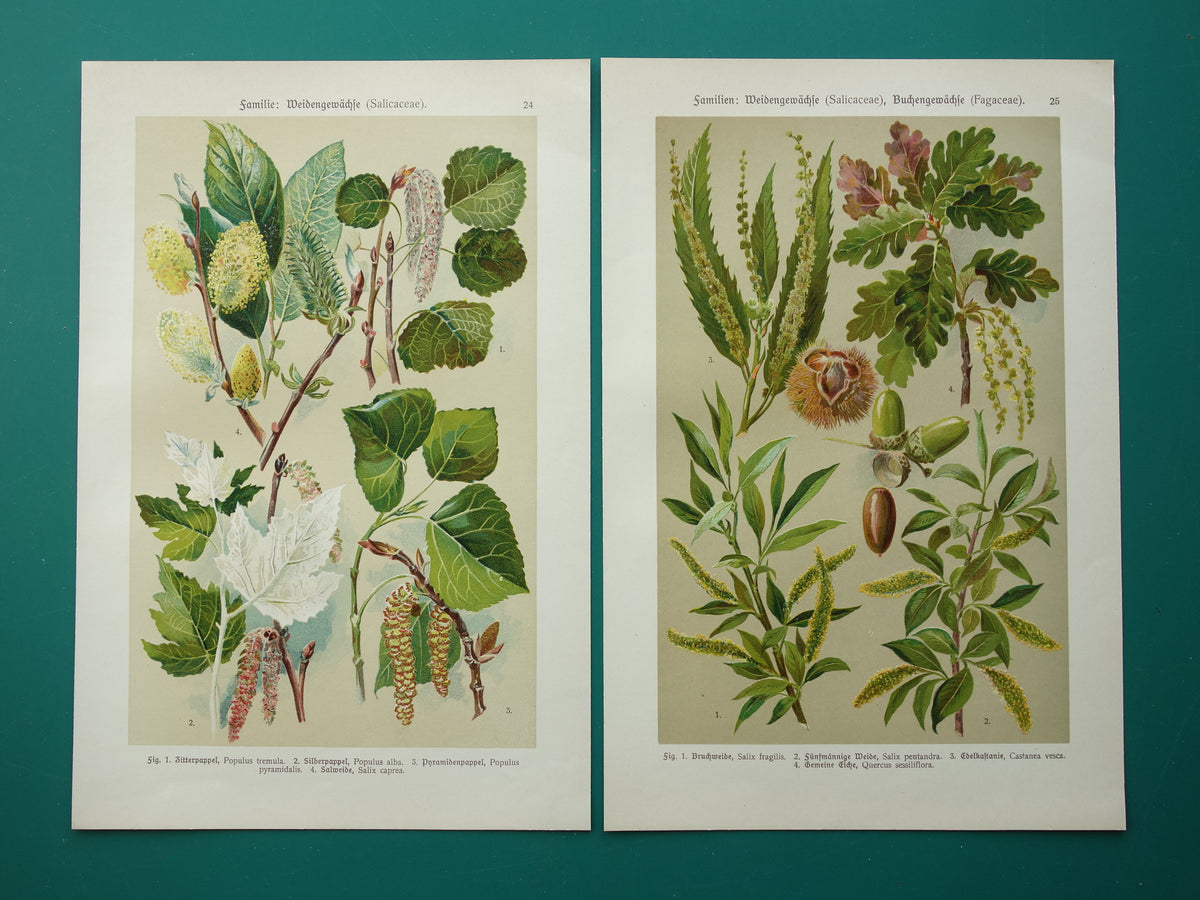 WILG KASTANJE POPULIER Oude botanische prent uit 1911 originele antieke illustratie set van twee prenten