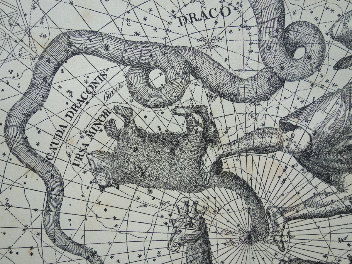 Sterrenbeeld Draak Oude astrologie prent Antieke sterrenkaart Cepheus astronomie sterrenbeelden vintage print Giraffe