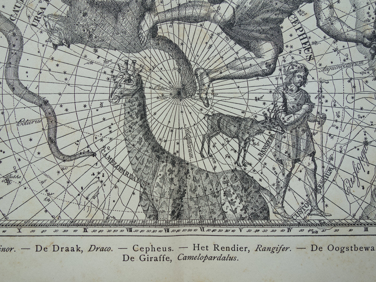 Sterrenbeeld Draak Oude astrologie prent Antieke sterrenkaart Cepheus astronomie sterrenbeelden vintage print Giraffe