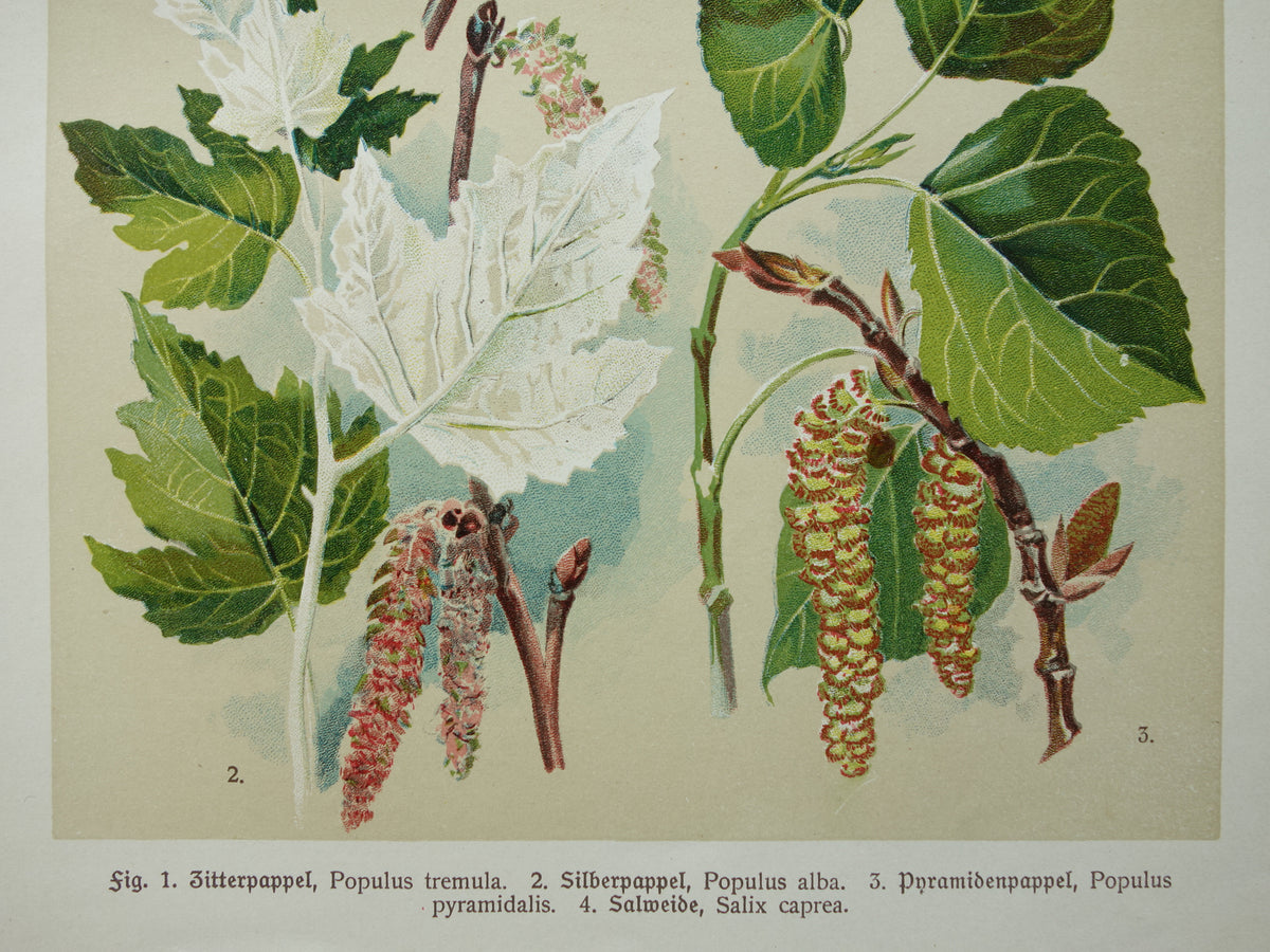 WILG KASTANJE POPULIER Oude botanische prent uit 1911 originele antieke illustratie set van twee prenten