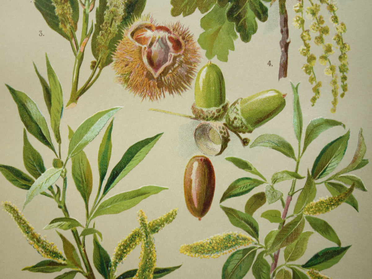 WILG KASTANJE POPULIER Oude botanische prent uit 1911 originele antieke illustratie set van twee prenten