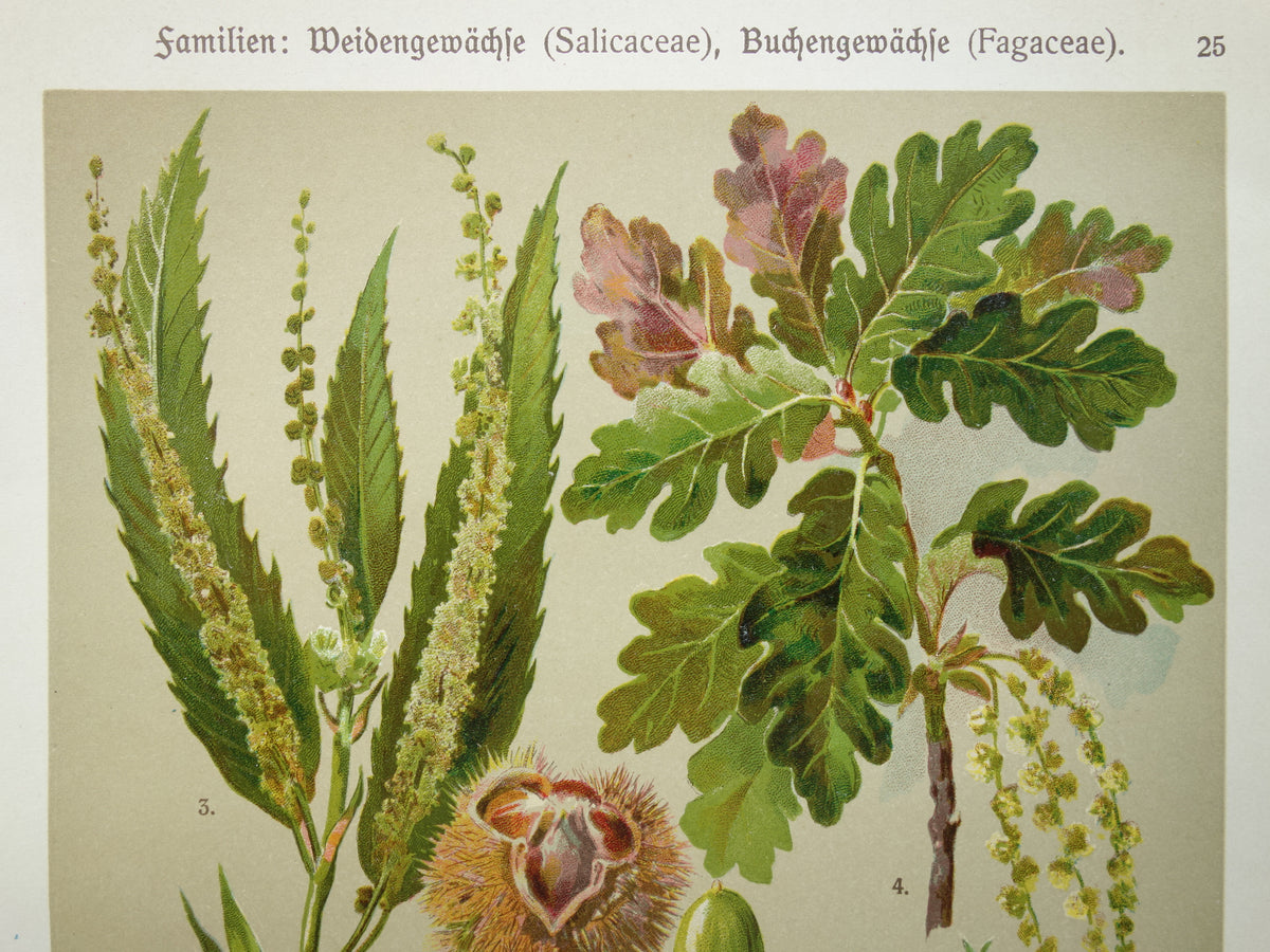 WILG KASTANJE POPULIER Oude botanische prent uit 1911 originele antieke illustratie set van twee prenten