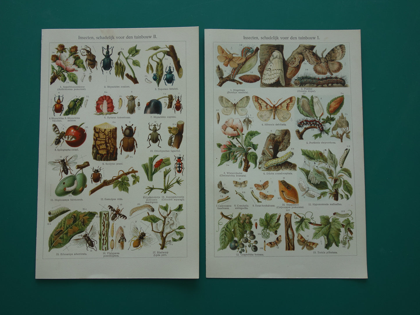 INSEKTEN schadelijk voor tuinbouw oude prenten - Set van 2 kleine oude prints Insekt vintage illustratie