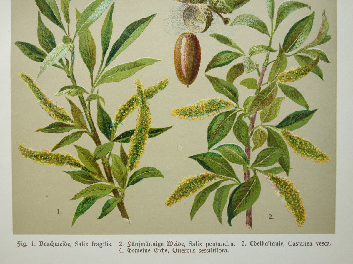 WILG KASTANJE POPULIER Oude botanische prent uit 1911 originele antieke illustratie set van twee prenten