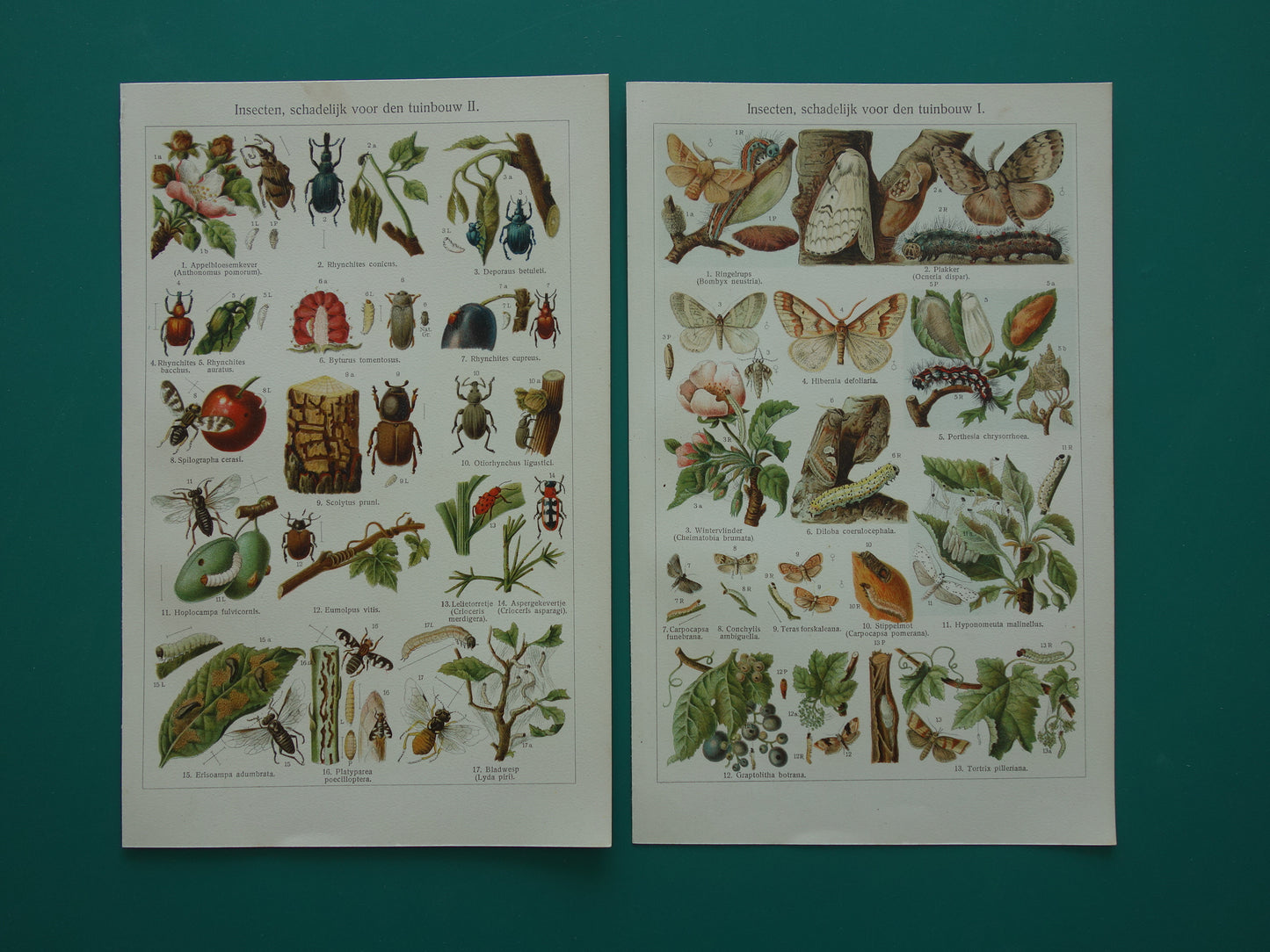 INSEKTEN schadelijk voor tuinbouw oude prenten - Set van 2 kleine oude prints Insekt vintage illustratie