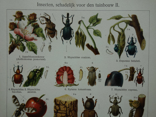 INSEKTEN schadelijk voor tuinbouw oude prenten - Set van 2 kleine oude prints Insekt vintage illustratie