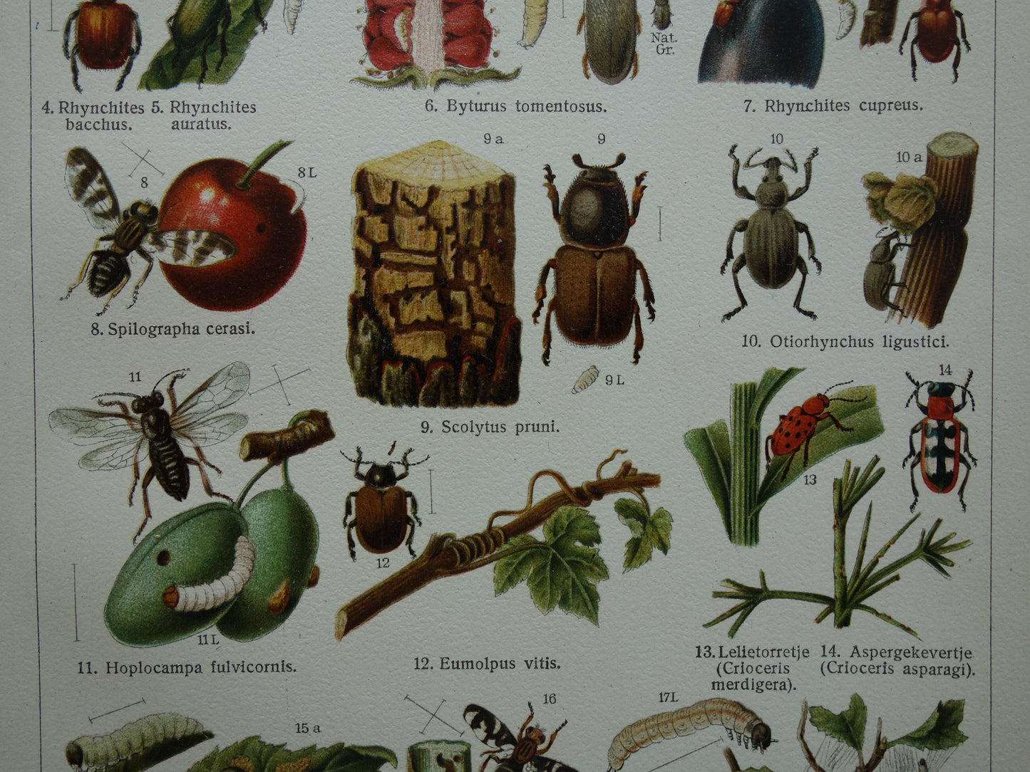 INSEKTEN schadelijk voor tuinbouw oude prenten - Set van 2 kleine oude prints Insekt vintage illustratie