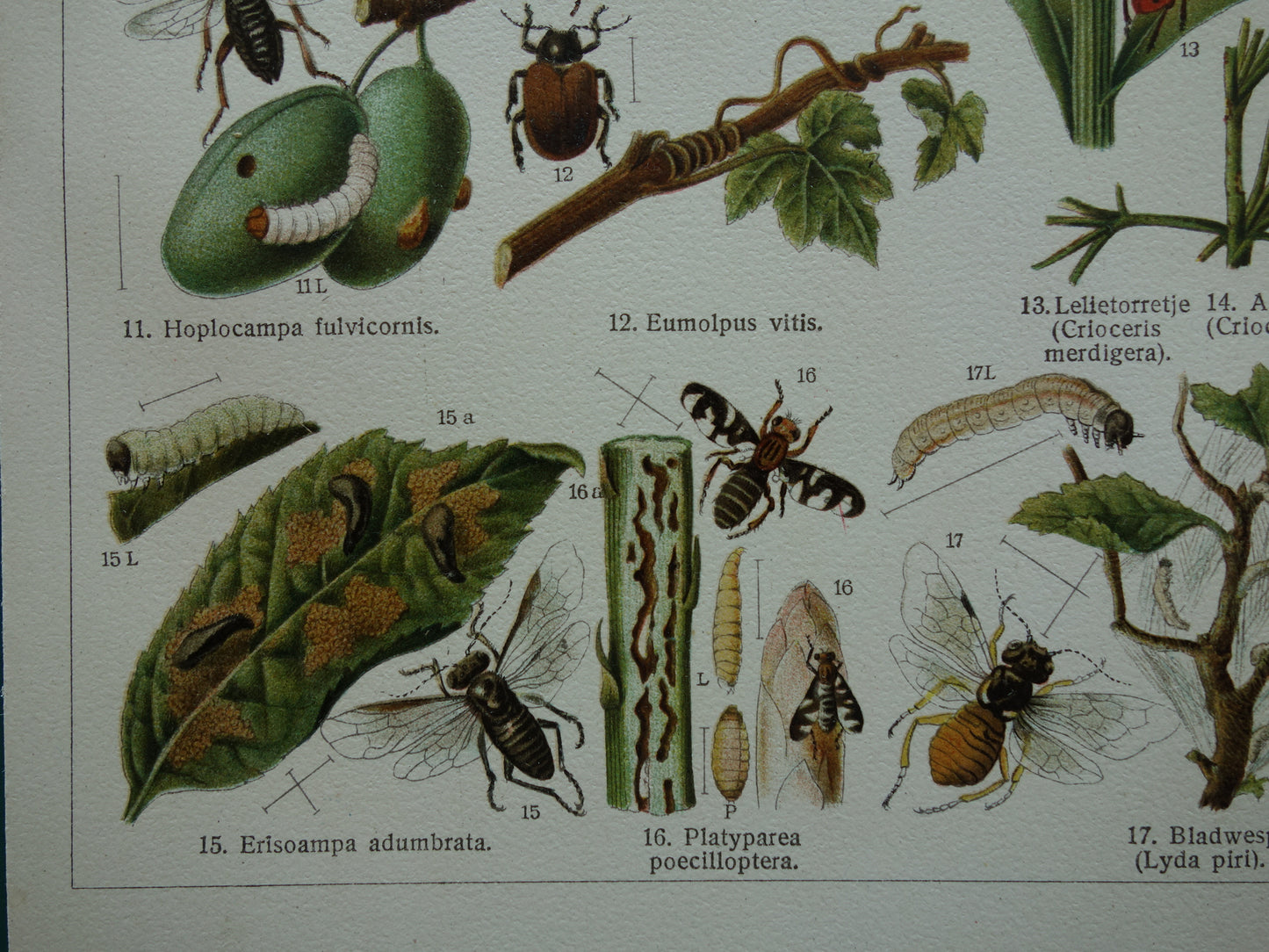 INSEKTEN schadelijk voor tuinbouw oude prenten - Set van 2 kleine oude prints Insekt vintage illustratie