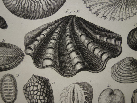 historische prenten schelpen prints illustratie