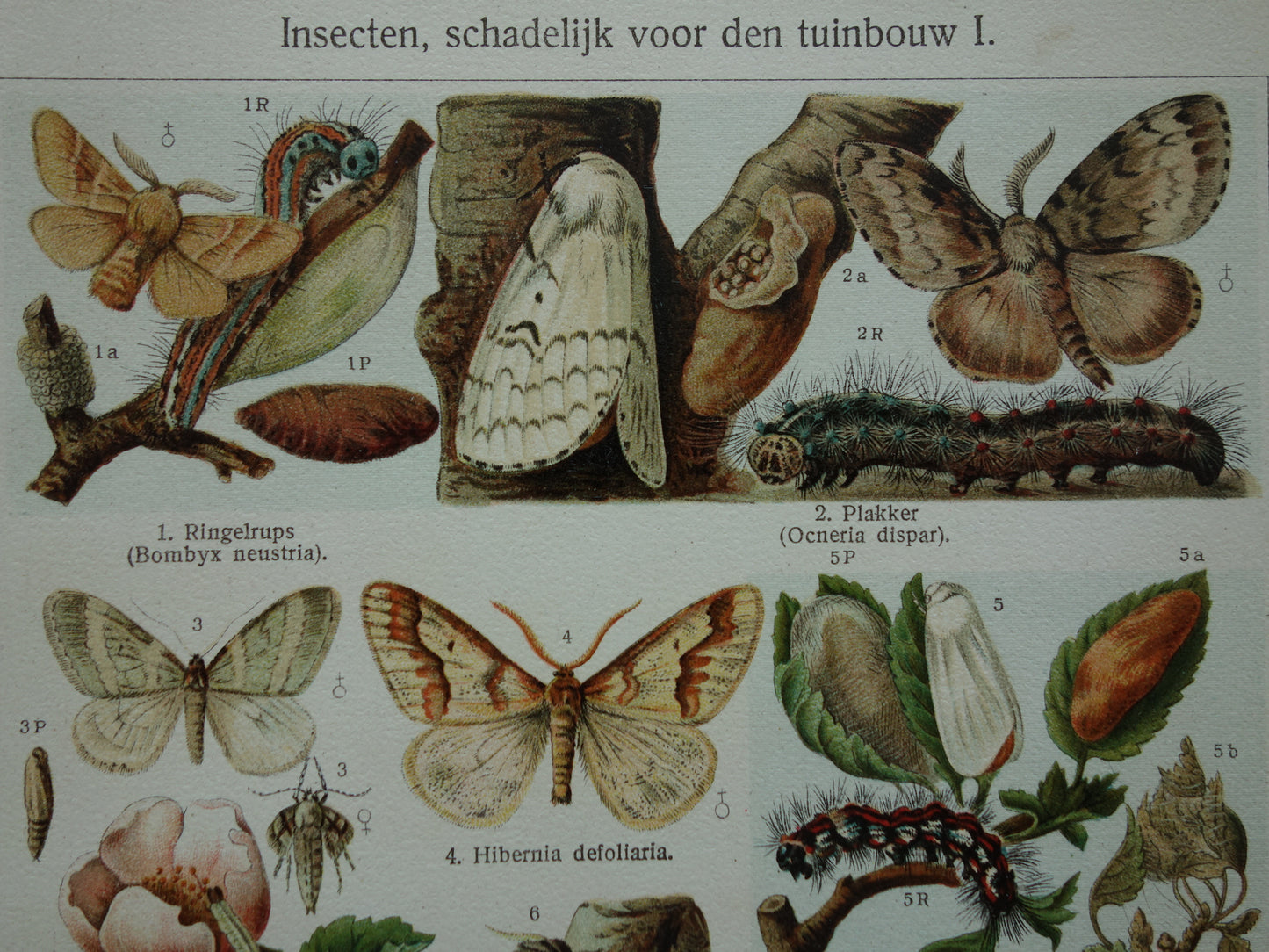 INSEKTEN schadelijk voor tuinbouw oude prenten - Set van 2 kleine oude prints Insekt vintage illustratie