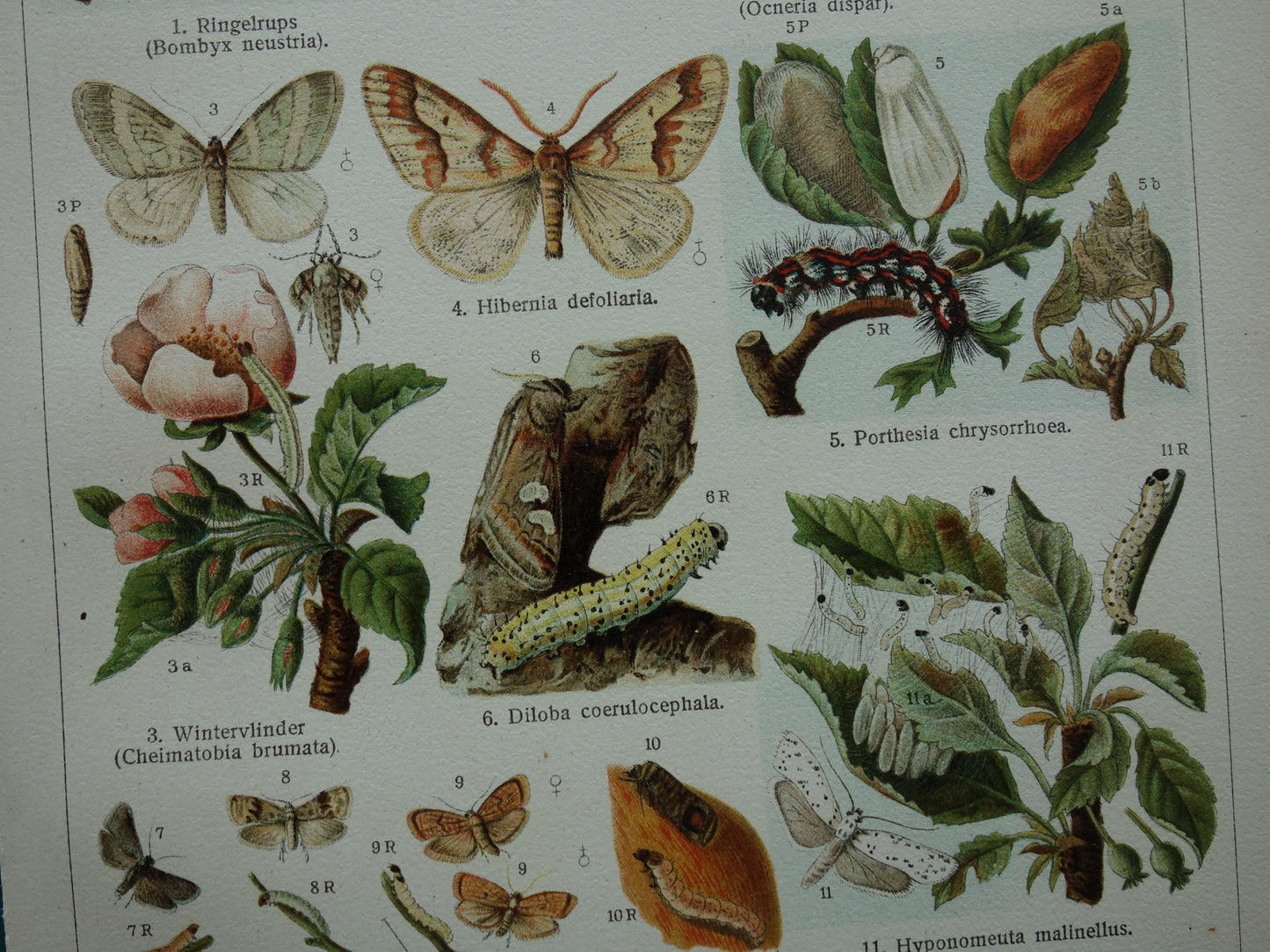 INSEKTEN schadelijk voor tuinbouw oude prenten - Set van 2 kleine oude prints Insekt vintage illustratie