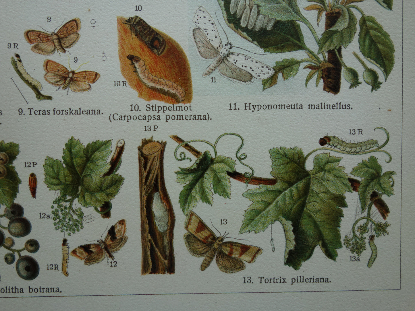 INSEKTEN schadelijk voor tuinbouw oude prenten - Set van 2 kleine oude prints Insekt vintage illustratie