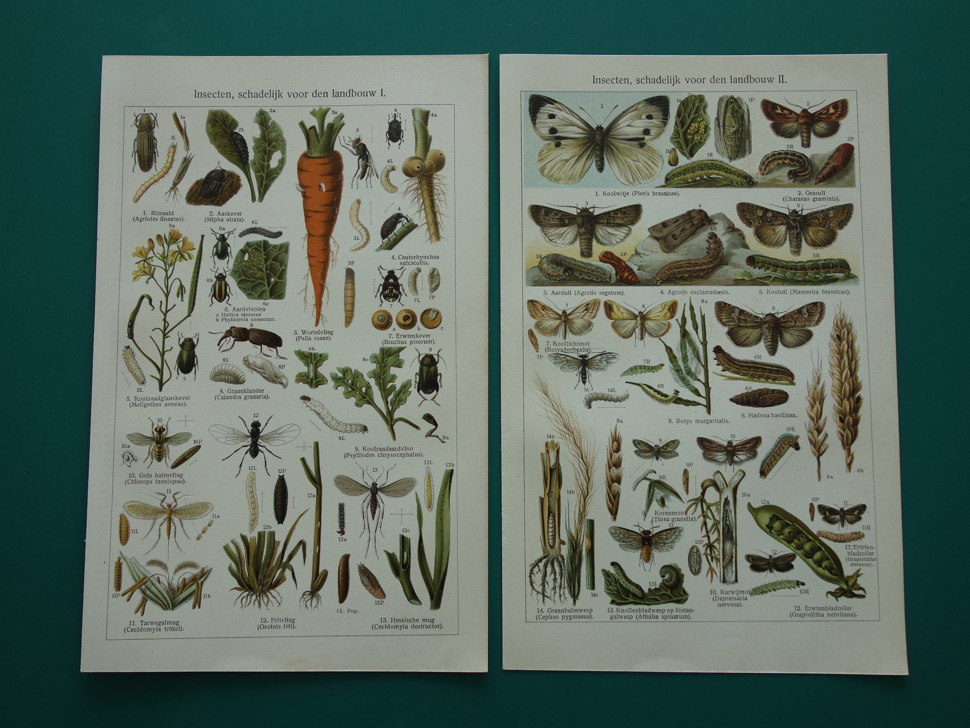 INSEKTEN schadelijk voor landbouw oude prenten - Set van 2 kleine oude prints Insekt vintage illustratie