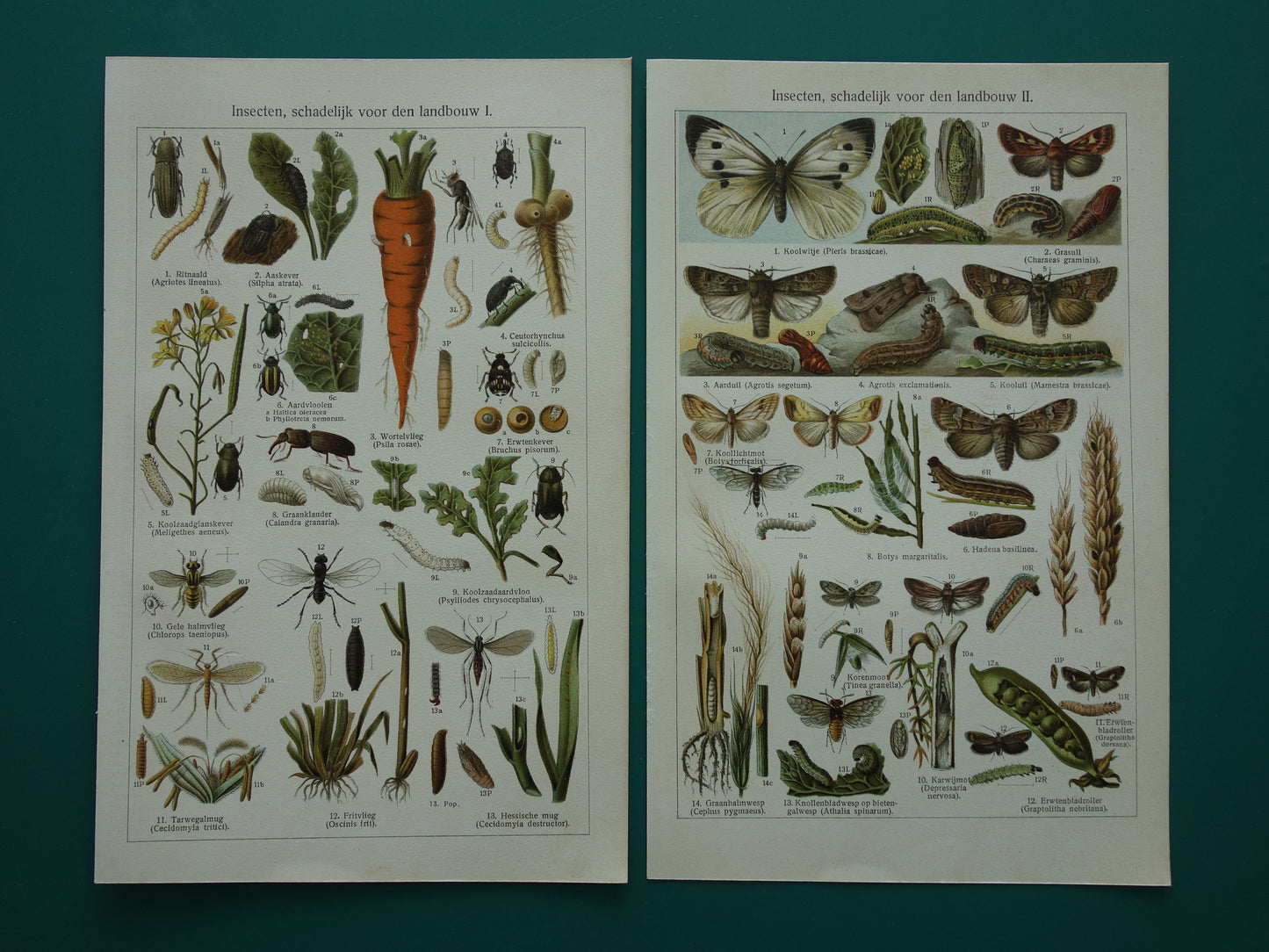 INSEKTEN schadelijk voor landbouw oude prenten - Set van 2 kleine oude prints Insekt vintage illustratie