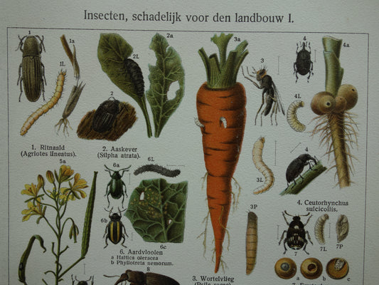 INSEKTEN schadelijk voor landbouw oude prenten - Set van 2 kleine oude prints Insekt vintage illustratie