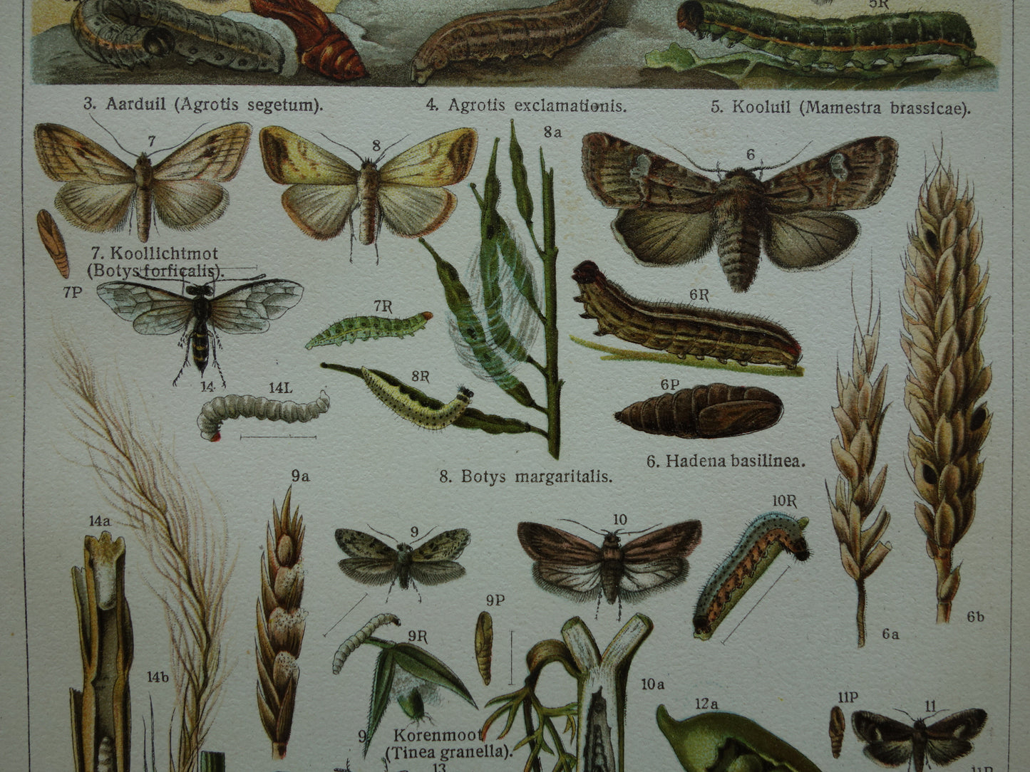 INSEKTEN schadelijk voor landbouw oude prenten - Set van 2 kleine oude prints Insekt vintage illustratie