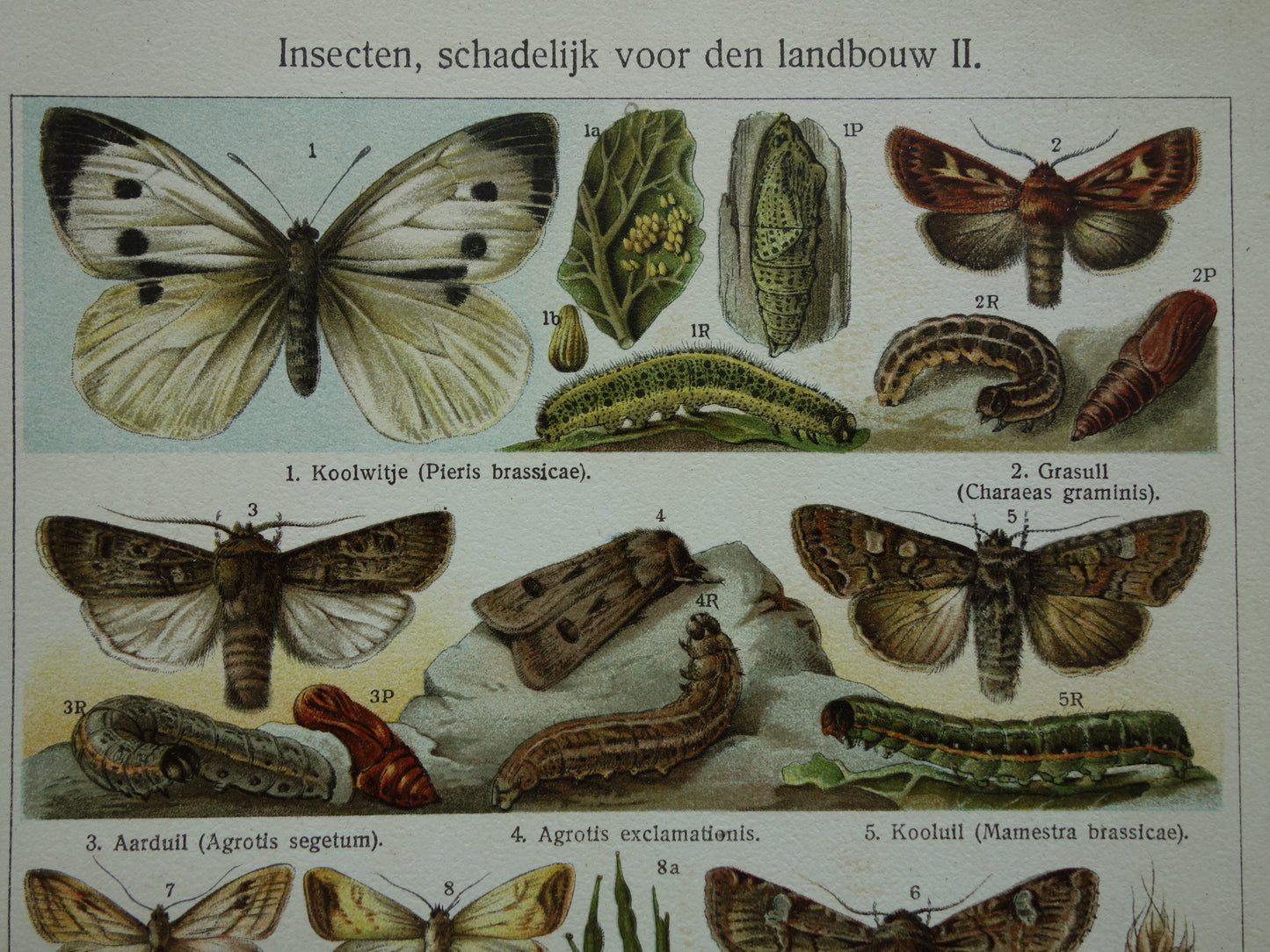 INSEKTEN schadelijk voor landbouw oude prenten - Set van 2 kleine oude prints Insekt vintage illustratie