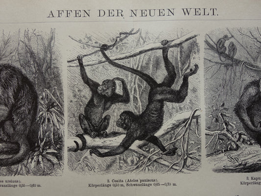 Apen antieke prent uit 1898 Aap Apensoorten Oude Illustratie Originele historische print