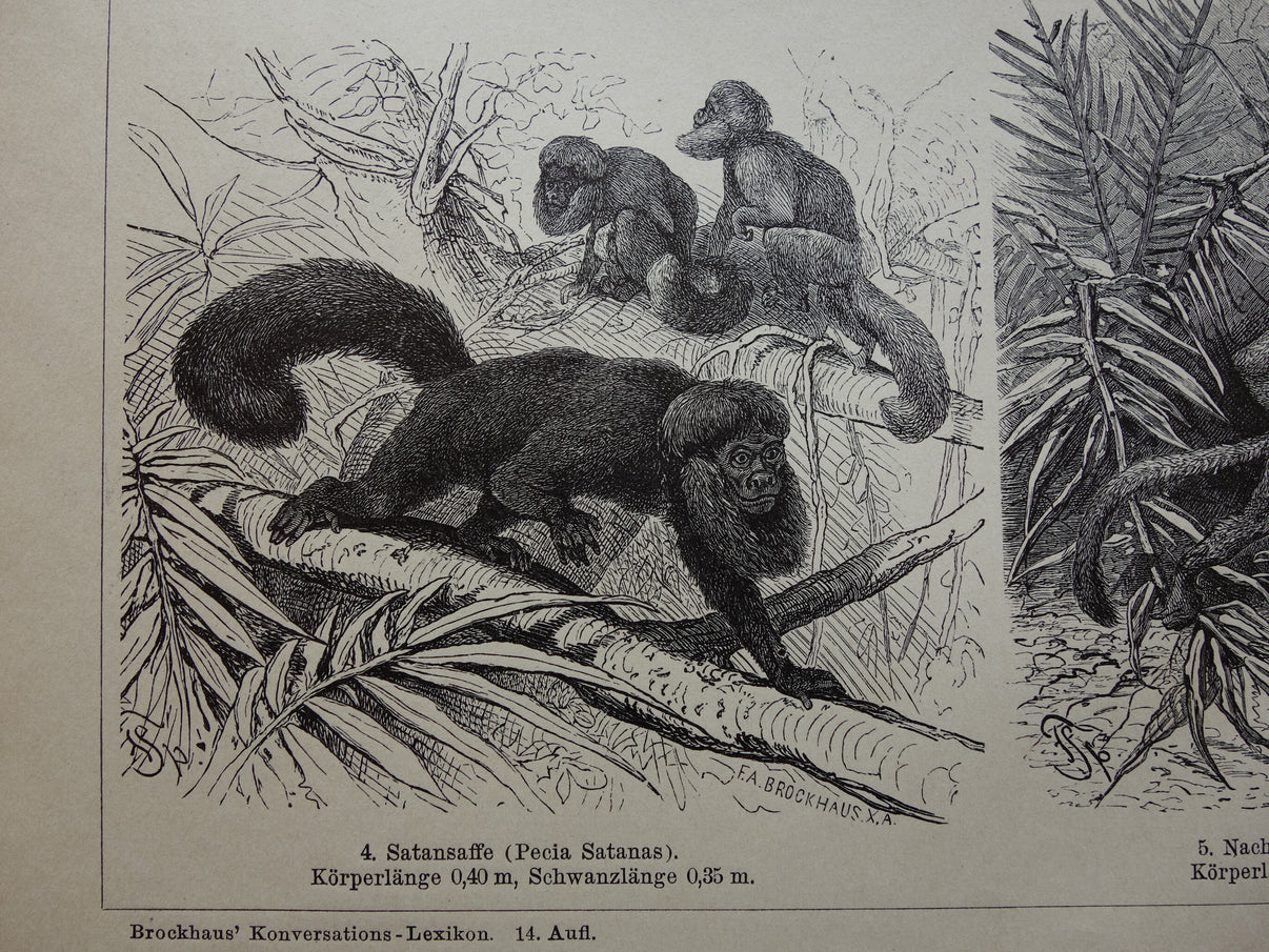 Apen antieke prent uit 1898 Aap Apensoorten Oude Illustratie Originele ...
