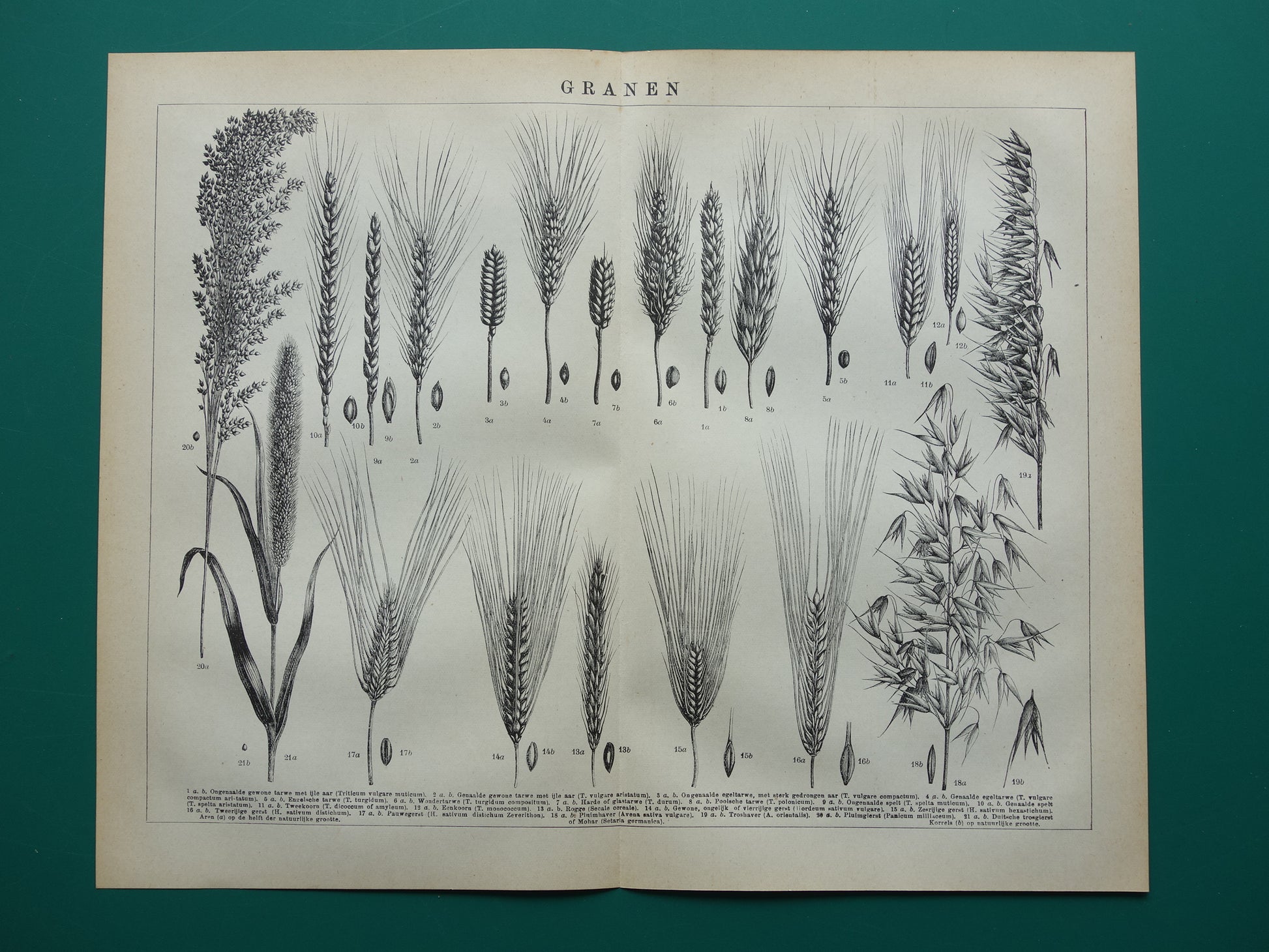 GRAAN oude botanische prent Granen Tarwe Mais originele antieke Nederlandse illustratie uit 1917 botanie prenten