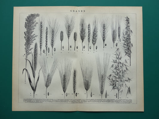 GRAAN oude botanische prent Granen Tarwe Mais originele antieke Nederlandse illustratie uit 1917 botanie prenten