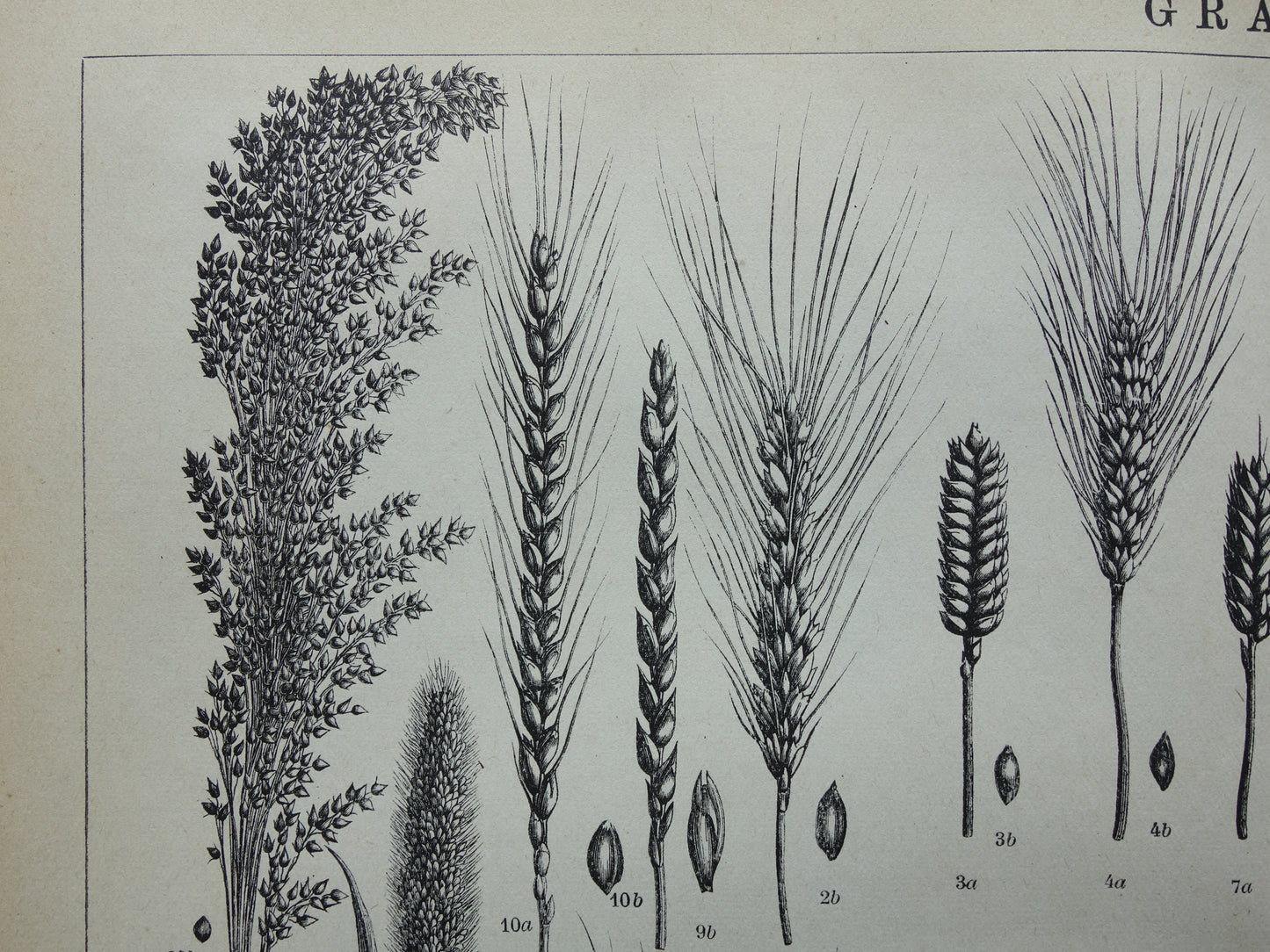 GRAIN old botanical print Cereals Wheat Corn original antique Dutch illustration from 1917 botany prints