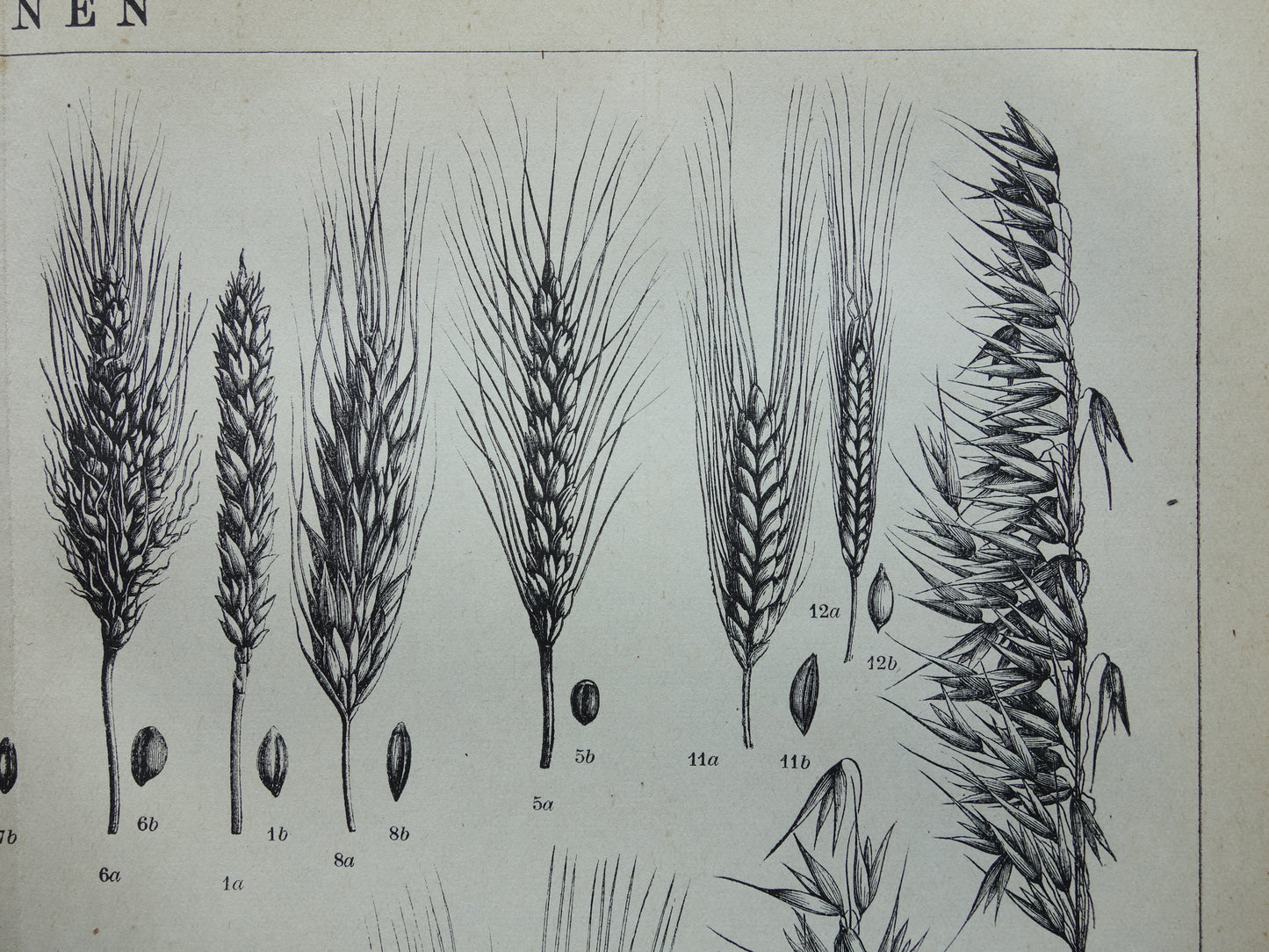 GRAIN old botanical print Cereals Wheat Corn original antique Dutch illustration from 1917 botany prints