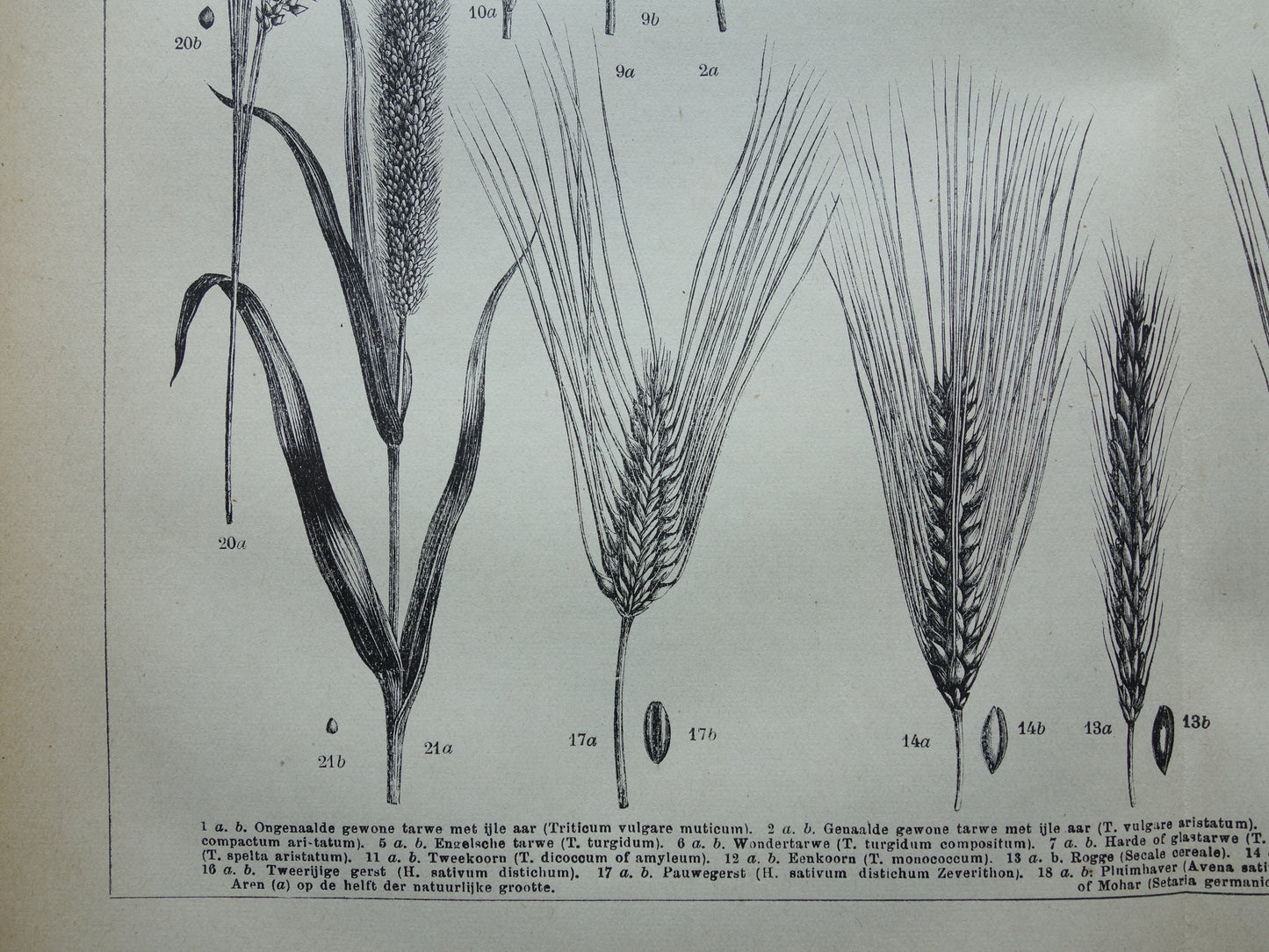 GRAIN old botanical print Cereals Wheat Corn original antique Dutch illustration from 1917 botany prints