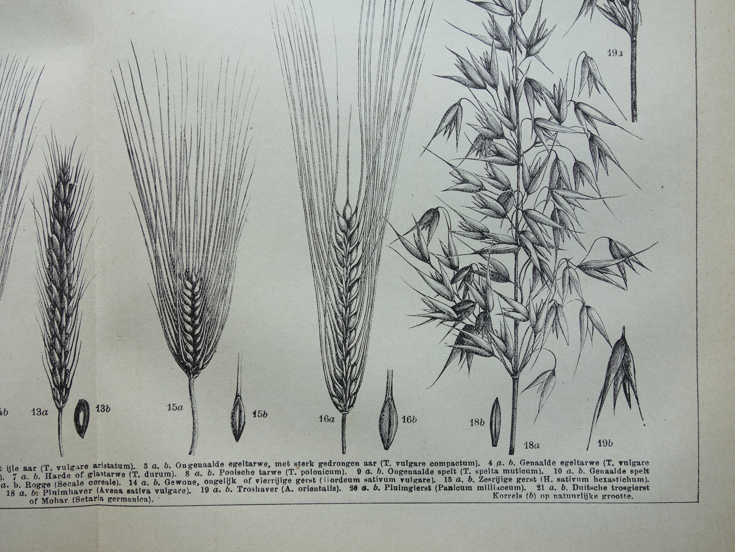 GRAIN old botanical print Cereals Wheat Corn original antique Dutch illustration from 1917 botany prints