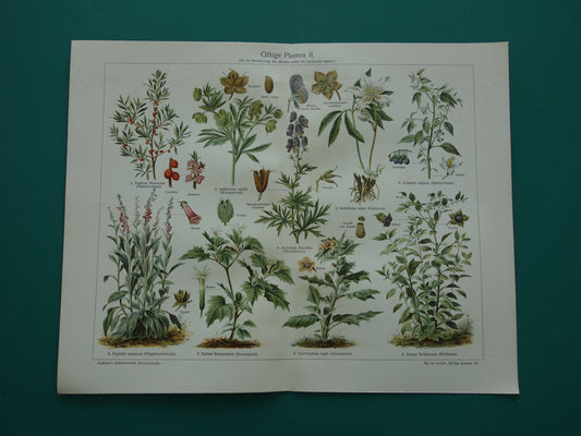 Oude botanische prent uit 1928 over giftige planten Originele vintage Nederlandse illustratie gif plant kruiden