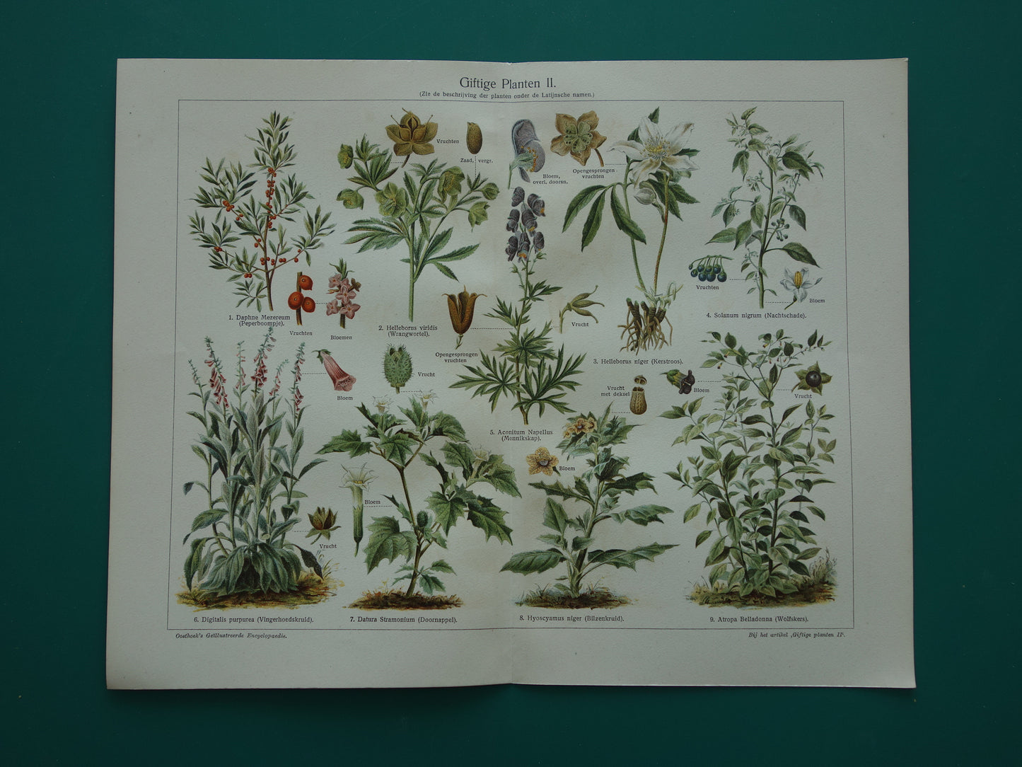 Oude botanische prent uit 1928 over giftige planten Originele vintage Nederlandse illustratie gif plant kruiden