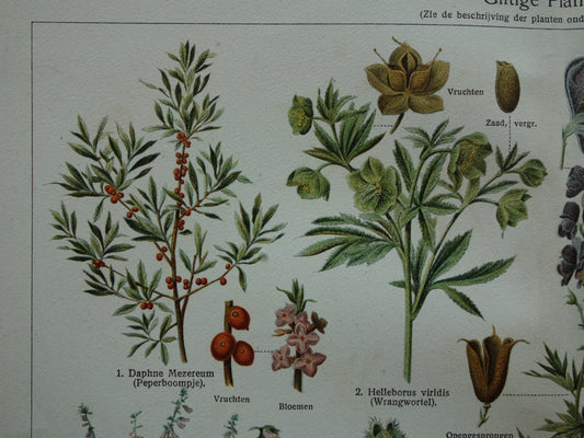 Oude botanische prent uit 1928 over giftige planten Originele vintage Nederlandse illustratie gif plant kruiden