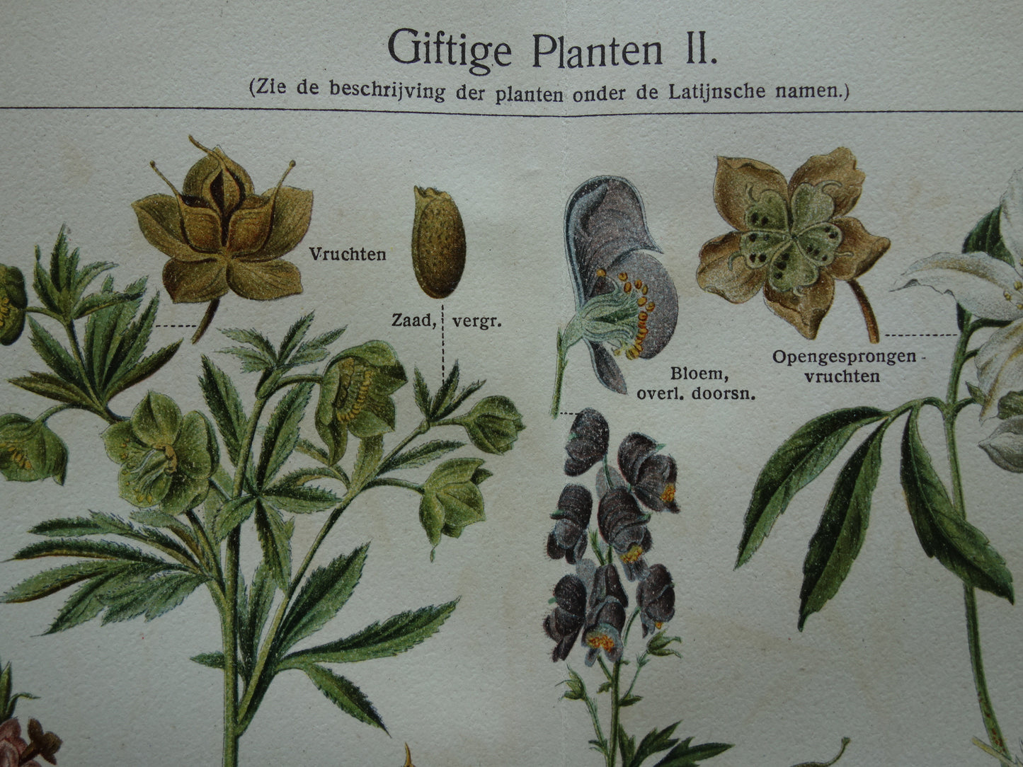 Oude botanische prent uit 1928 over giftige planten Originele vintage Nederlandse illustratie gif plant kruiden