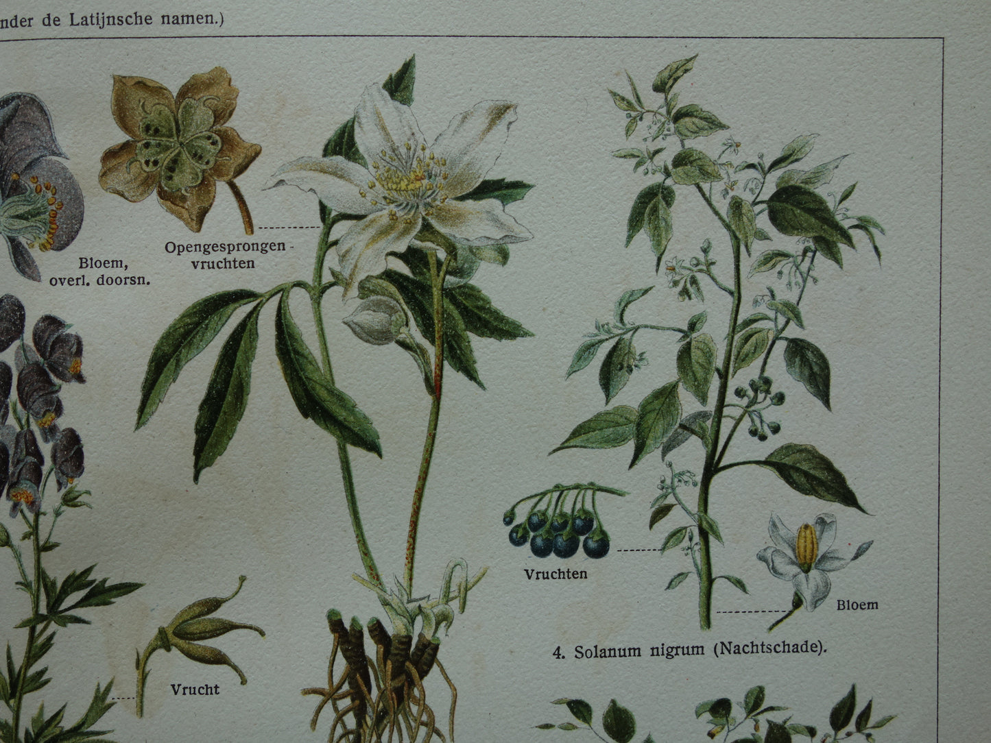 Oude botanische prent uit 1928 over giftige planten Originele vintage Nederlandse illustratie gif plant kruiden