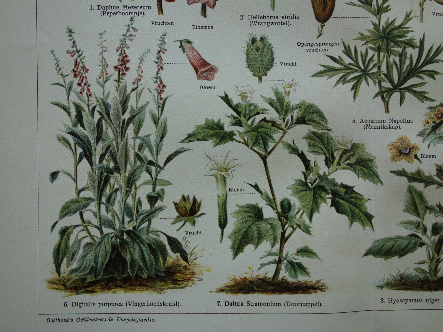 Oude botanische prent uit 1928 over giftige planten Originele vintage Nederlandse illustratie gif plant kruiden