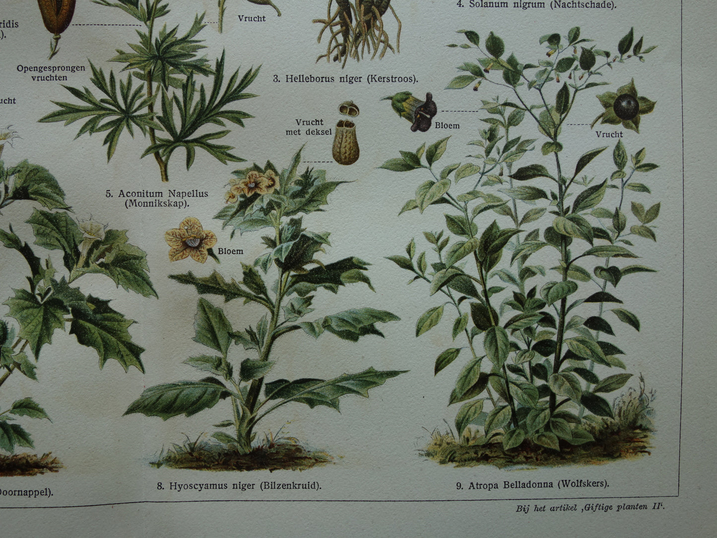 Oude botanische prent uit 1928 over giftige planten Originele vintage Nederlandse illustratie gif plant kruiden