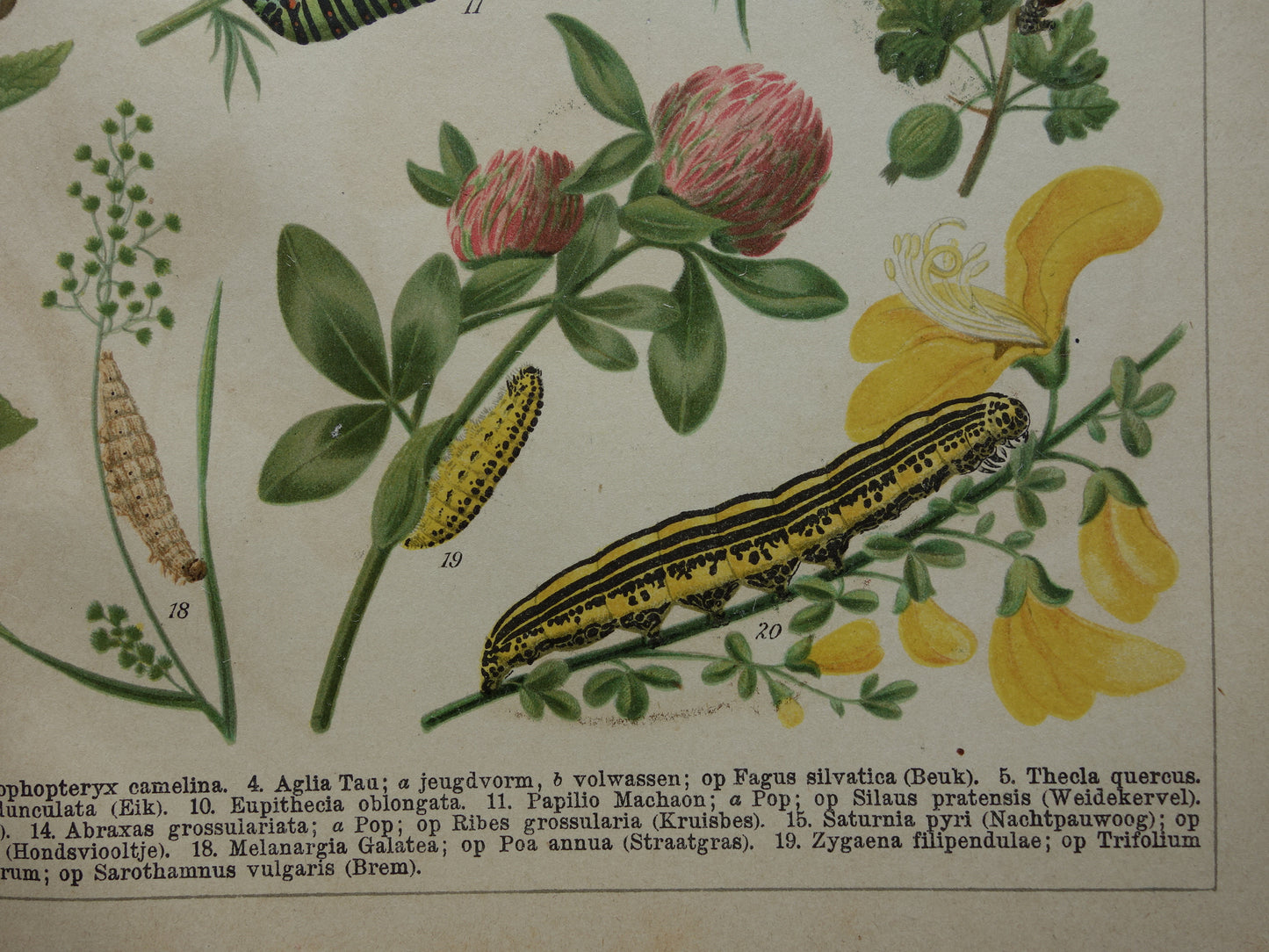 Oude prent van rupsen Originele antieke print rupssoorten uit 1910 Vintage rups illustratie vlinders vlinder