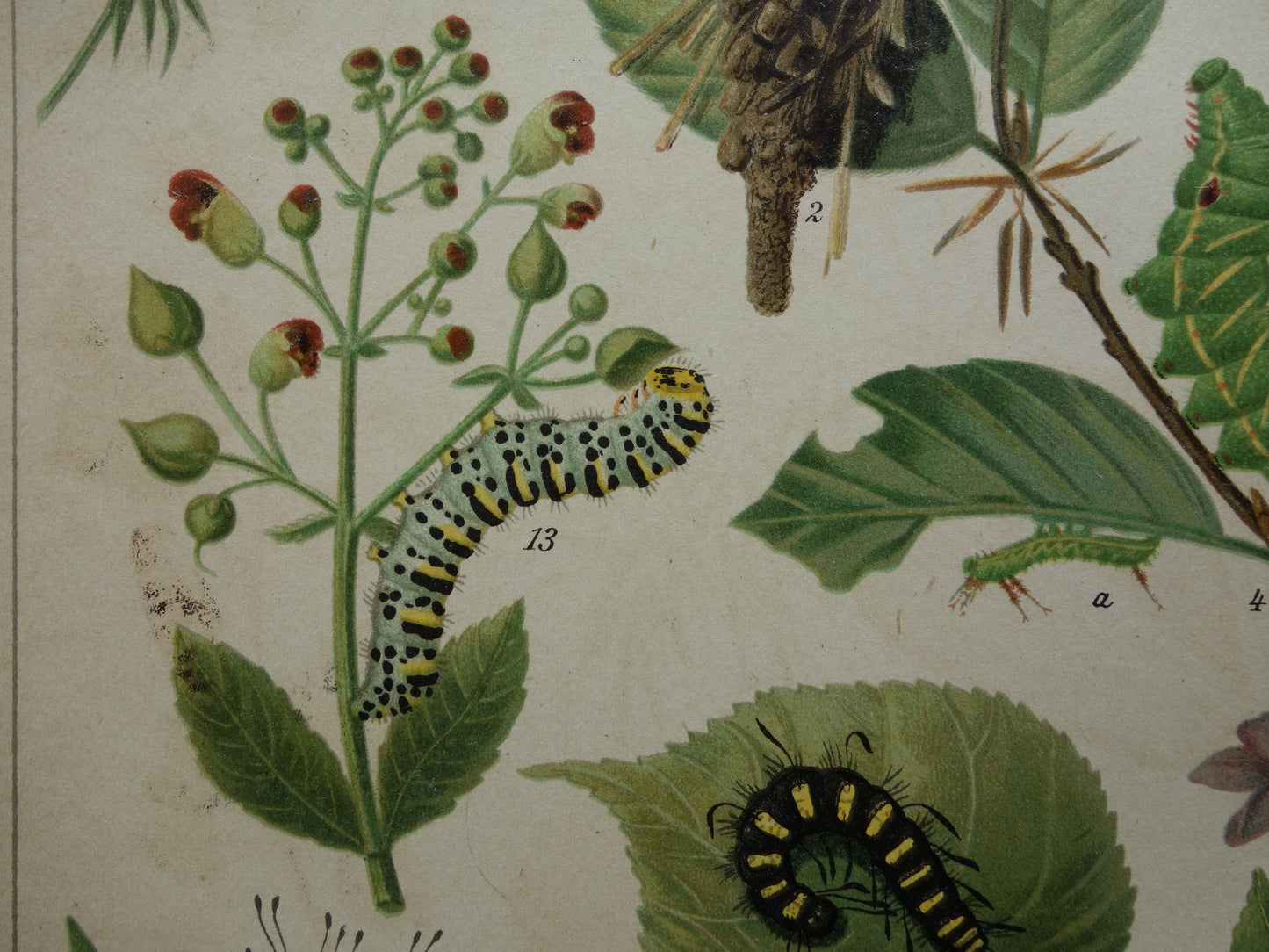Oude prent van rupsen Originele antieke print rupssoorten uit 1910 Vintage rups illustratie vlinders vlinder